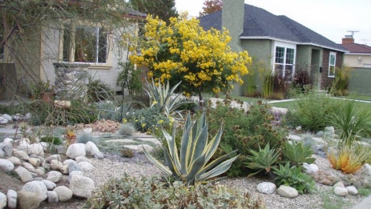 Drought Tolerant Landscape Plants How To Convert Your Lawn To Drought-Tolerant Native Plants Image 311