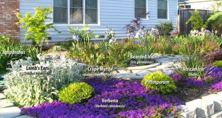 Drought Tolerant Landscape Plants Landscaping Ideas Front Yard California | Drought Tolerant Photo 552