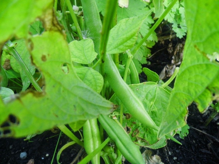 Dwarf Bean Plant Blackwoods.co.za Growing Dwarf Beans - Blackwoods.co.za Picture 626