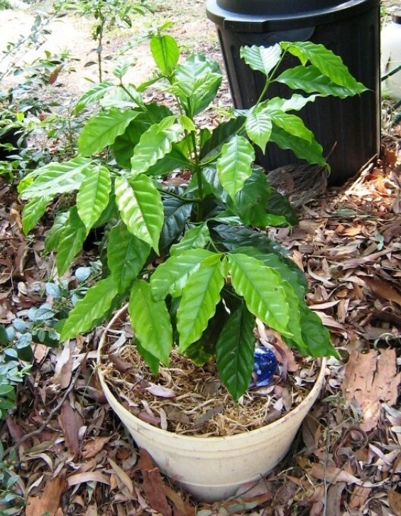 Dwarf Bean Plant Coffee Bean Plant Seeds - Dwarf Catura / Arabica Image 766