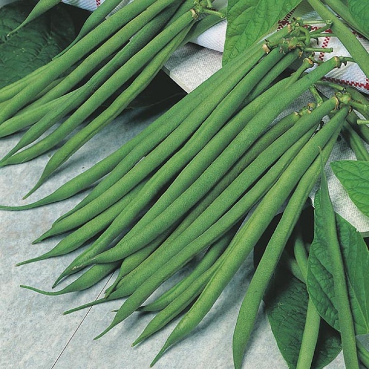 Dwarf Bean Plant Dwarf Bean Fandango Seeds From Mr Fothergill'S Seeds And Picture 223