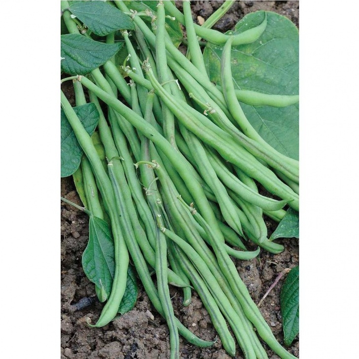 Dwarf Bean Plant Dwarf Bean 'Mascaret' | Thompson &amp; Morgan Photo 285