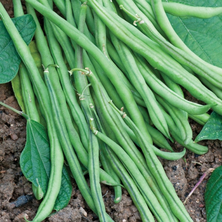 Dwarf Bean Plant Dwarf French Bean Mascaret Plants|D. T. Browns Vegetable Photo 997