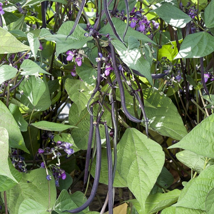 Dwarf Bean Plant French Bean - Dwarf Seed | Kings Seeds Photo 891