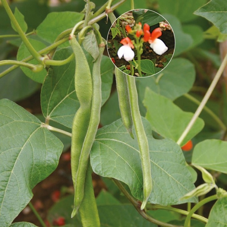 Dwarf Bean Plant Runner Bean (Dwarf) Hestia Seeds From D. T. Brown Picture 910