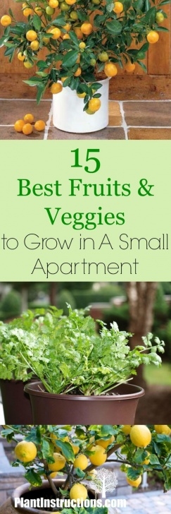 Easiest Edible Plants To Grow Indoors 15 Best Edible Indoor Plants To Grow If You Live In An Image 996