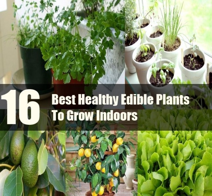 Easiest Edible Plants To Grow Indoors 16 Best Healthy Edible Plants To Grow Indoors | Happy Image 268