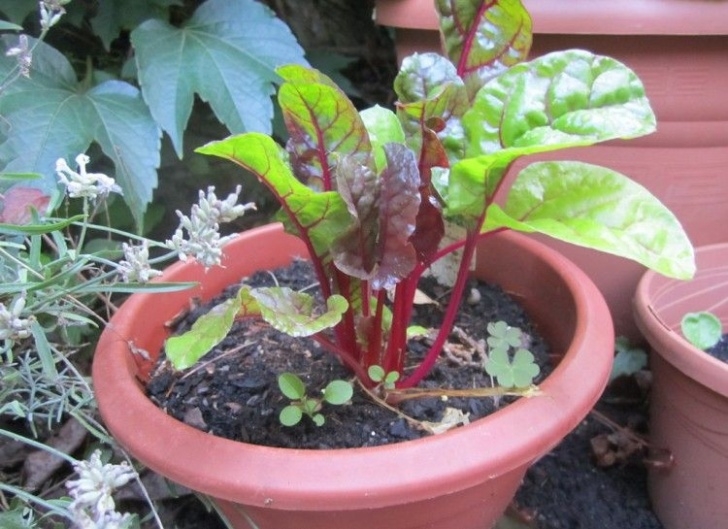 Easiest Edible Plants To Grow Indoors 20 Edible Plants That Are Easy To Grow Indoors | Growing Photo 928