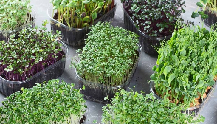 Easiest Edible Plants To Grow Indoors 30 Best Edible Plants You Can Grow Indoors With Ease Picture 148