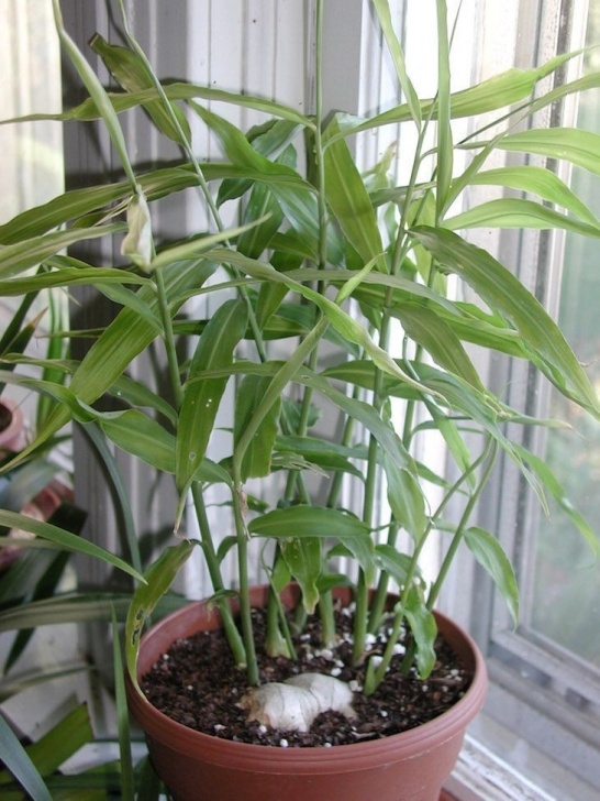 Easiest Edible Plants To Grow Indoors 5 Best Edible Plants To Grow Indoors (With Images Photo 356