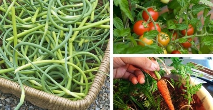 Easiest Edible Plants To Grow Indoors Rafi Chowdhury'S Blog | Growth Hacking Specialist In Los Photo 466