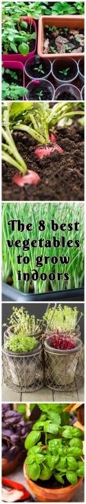 Easiest Edible Plants To Grow Indoors The 8 Best Vegetables To Grow Indoors | Growing Indoors Photo 408