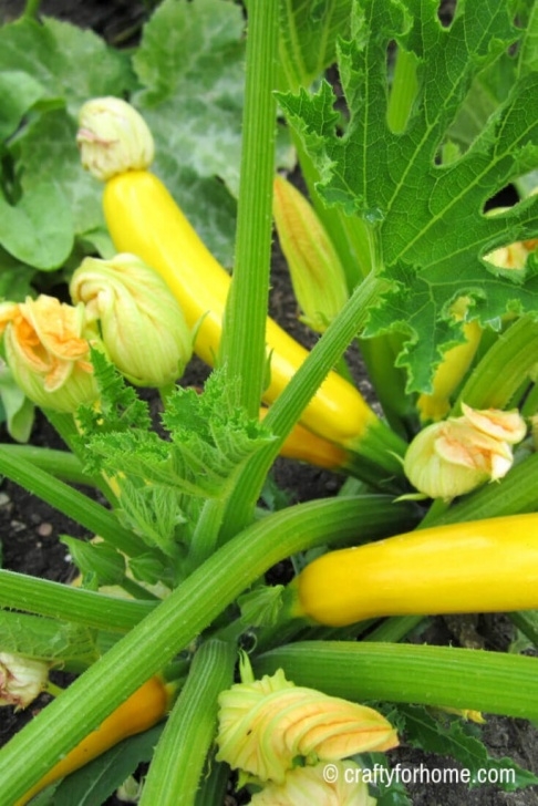 Easiest Fruits And Vegetables To Grow 20 Easy To Grow Vegetables From Seed | Crafty For Home Photo 025