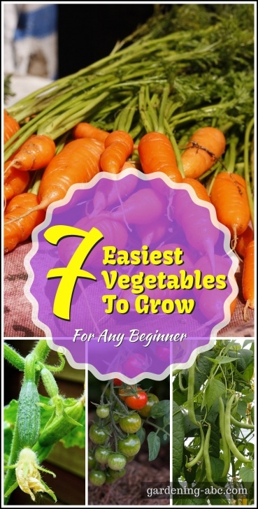 Easiest Fruits And Vegetables To Grow 7 Easiest Vegetables To Grow For Any Gardener: Ideal For Picture 537