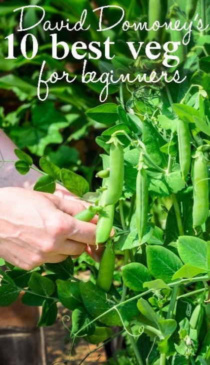 Easiest Fruits And Vegetables To Grow The 10 Best Easy-To-Grow Vegetables For Beginners Photo 754