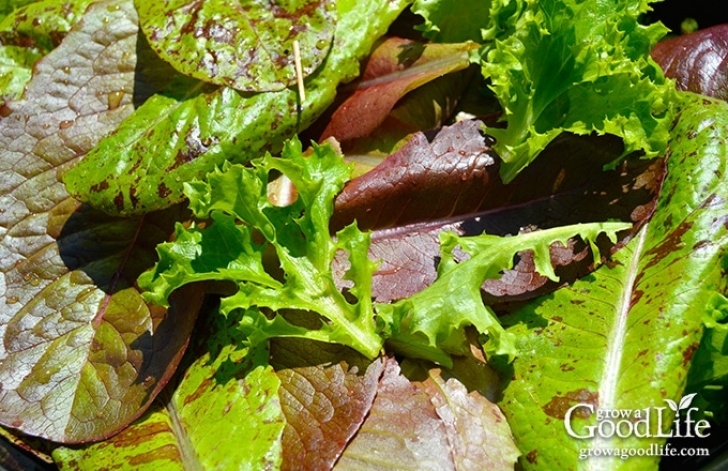 Easiest Lettuce To Grow 8 Easiest Vegetables To Grow In Your Garden Picture 084