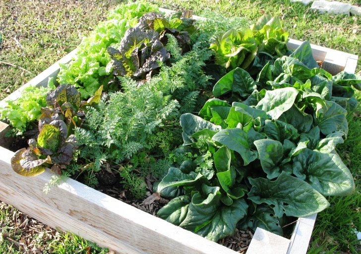 Easiest Lettuce To Grow Container Gardening-15 Best Vegetables That Grow Well In A Picture 541