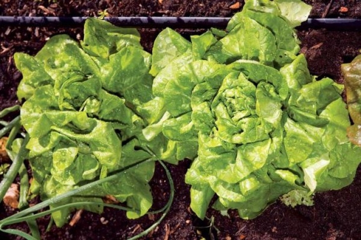 Easiest Lettuce To Grow Great Lettuce Growing Tips - Organic Gardening - Mother Photo 006