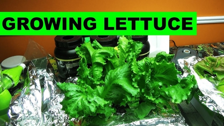 Easiest Lettuce To Grow Growing Lettuce Indoors Is Actually Very Easy - Youtube Photo 913