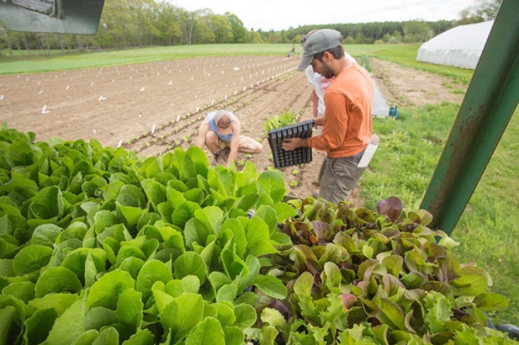 Easiest Lettuce To Grow How To Choose &amp; Grow The Best Lettuce | Tips For Every Image 891