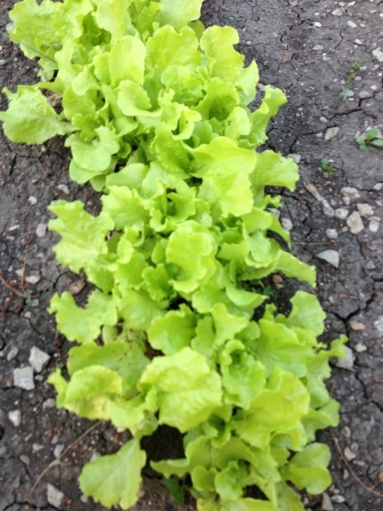 Easiest Lettuce To Grow Iceberg Lettuce Easy To Grow And Fast! Grows Well In The Picture 285