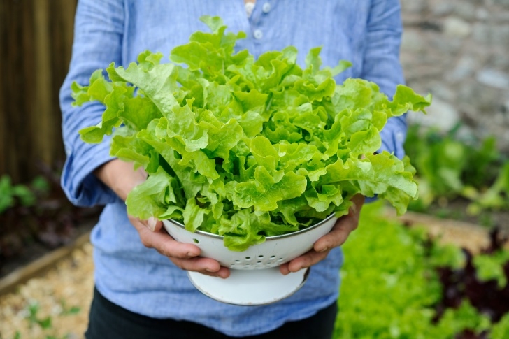 Easiest Lettuce To Grow Lettuces – Practical Grow Guide - Gardenersworld Photo 166