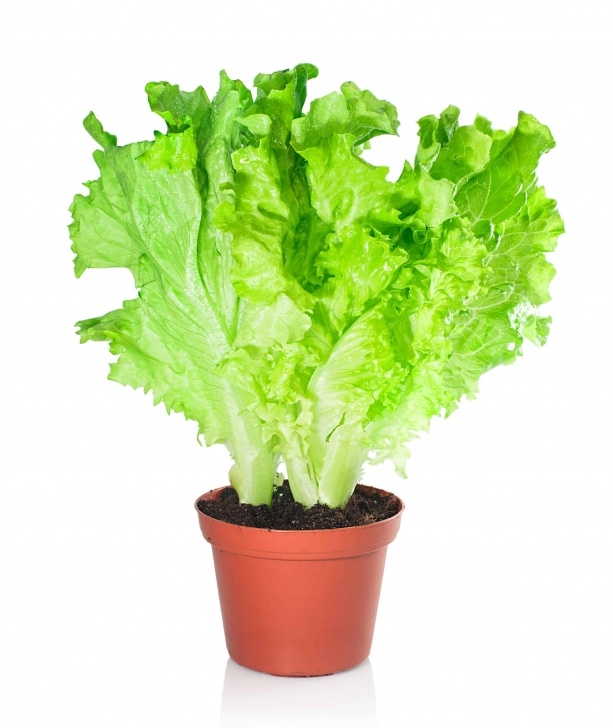 Easiest Lettuce To Grow Perpetual Salad! (Love This Idea!) - Saving Dinner Image 734