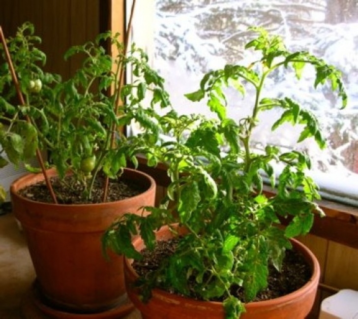 Easiest Vegetables To Grow Indoors Growing Vegetables Indoors Easy | Hubpages Photo 796