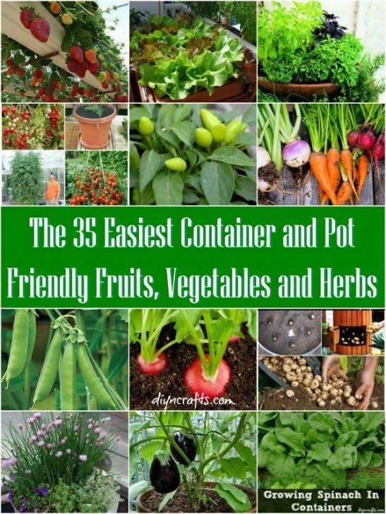Easiest Vegetables To Grow Indoors The 35 Easiest Container And Pot Friendly Fruits Photo 064
