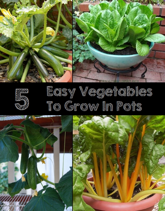 Easy Fruits And Vegetables To Grow 5 Easy Vegetables To Grow In Pots - My Favorite Things Picture 093