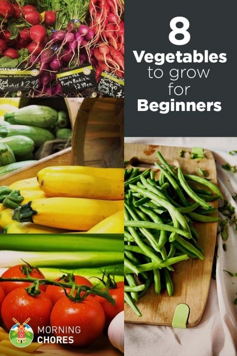 Easy Fruits And Vegetables To Grow 8 Easiest Vegetables To Grow (Even If Don'T Know Gardening Photo 357