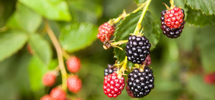 Easy Fruits And Vegetables To Grow Easy To Grow Fruits | Gardening Ideas | Gardening Tips Picture 036