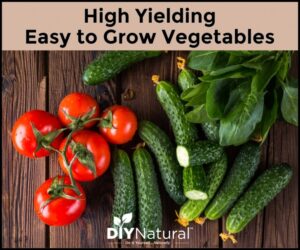 Easy Fruits And Vegetables To Grow Easy Vegetables To Grow: 4 High Producing Veggies For Picture 754 Easy Fruits And Vegetables To Grow Easy Vegetables To Grow: 4 High Producing Veggies For Picture 754