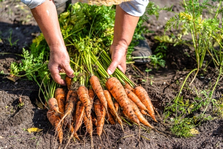 Easy Fruits And Vegetables To Grow The Top 8 Easiest Vegetables To Grow For Beginners Photo 198
