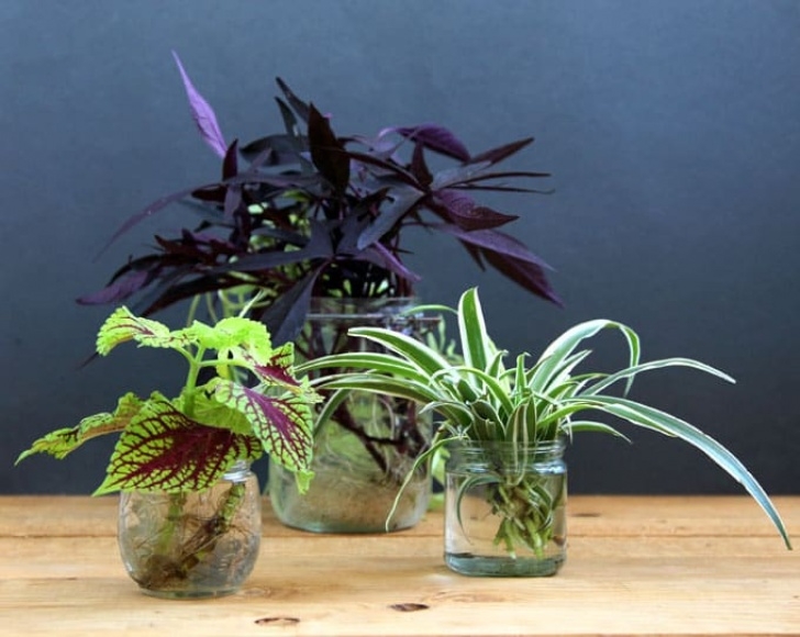 Easy Indoor Plants To Grow 16 Colorful Shade Garden Pots And Plant Lists - A Piece Of Picture 545