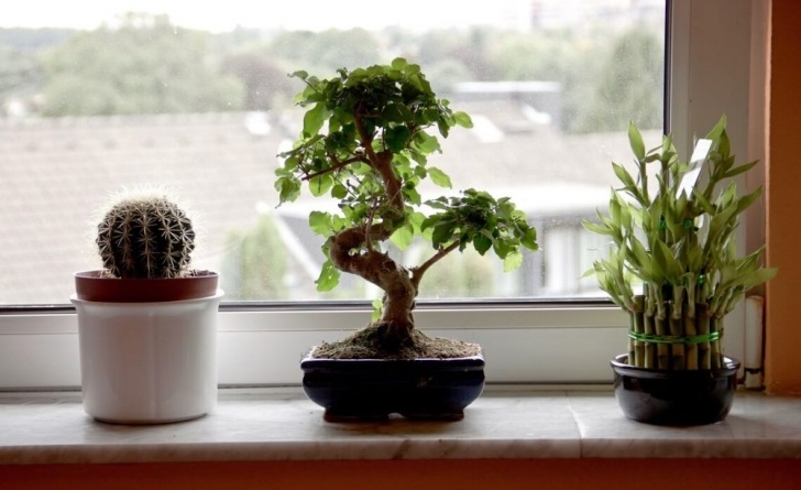 Easy Indoor Plants To Grow 41 Easy To Grow Indoor Plants In India | Plantdecors Image 034