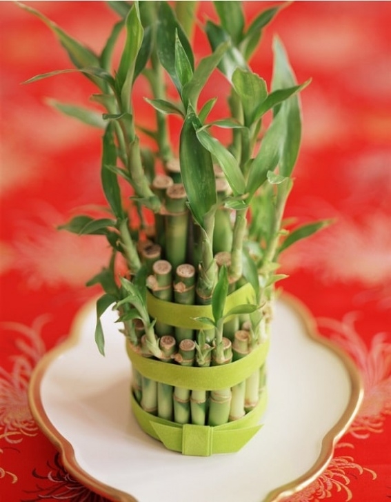 Easy Indoor Plants To Grow 6 Easy Low Care Indoor Plants That Anyone Can Grow Image 053