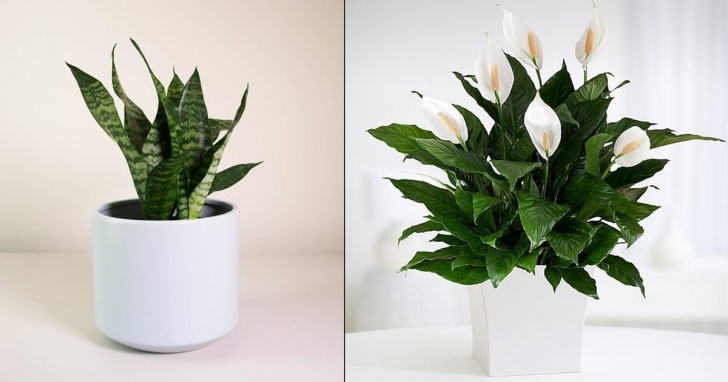 Easy Indoor Plants To Grow 6 Easy Low Care Indoor Plants That Anyone Can Grow Photo 549
