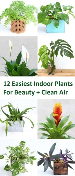Easy Indoor Plants To Grow Easiest Indoor Plants For Beauty + Clean Air, Air Picture 291