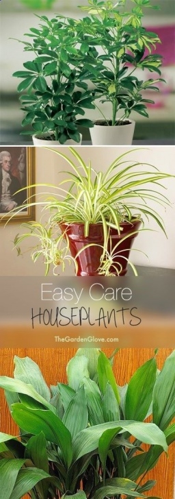 Easy Indoor Plants To Grow Easy Care Houseplants Tips Ideas For Easy To Grow And Hard Image 748
