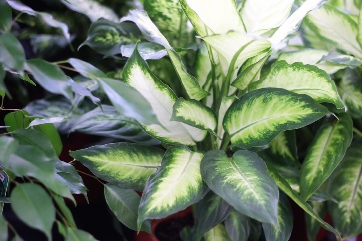 Easy Indoor Plants To Grow Easy To Grow Indoor Plants • Sensible Gardening And Living Photo 687