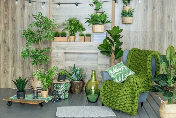 Easy Indoor Plants To Grow Low Light Indoor Plants That Are Easy To Grow Image 698