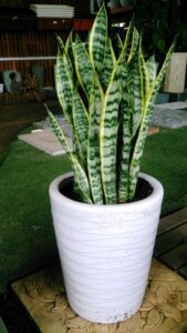 Easy Low Light Indoor Plants The Best Low Light Plants Photo 787