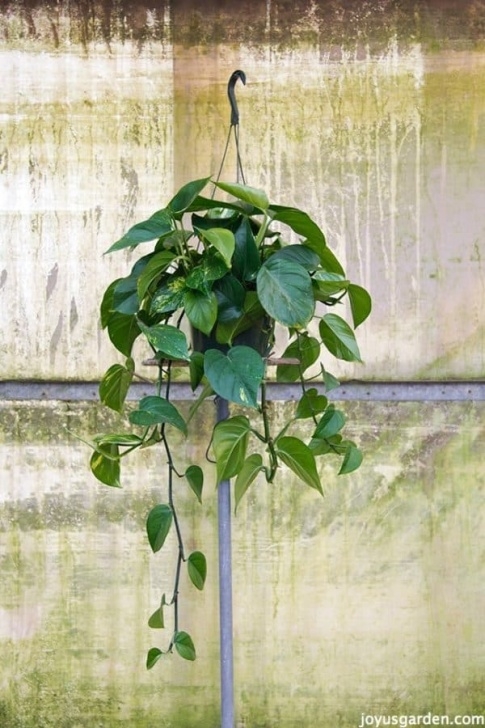 Easy Low Light Plants 10 Easy Care Houseplants For Low Light Photo 026