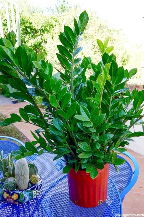 Easy Low Light Plants 10 Easy Care Houseplants For Low Light Picture 627