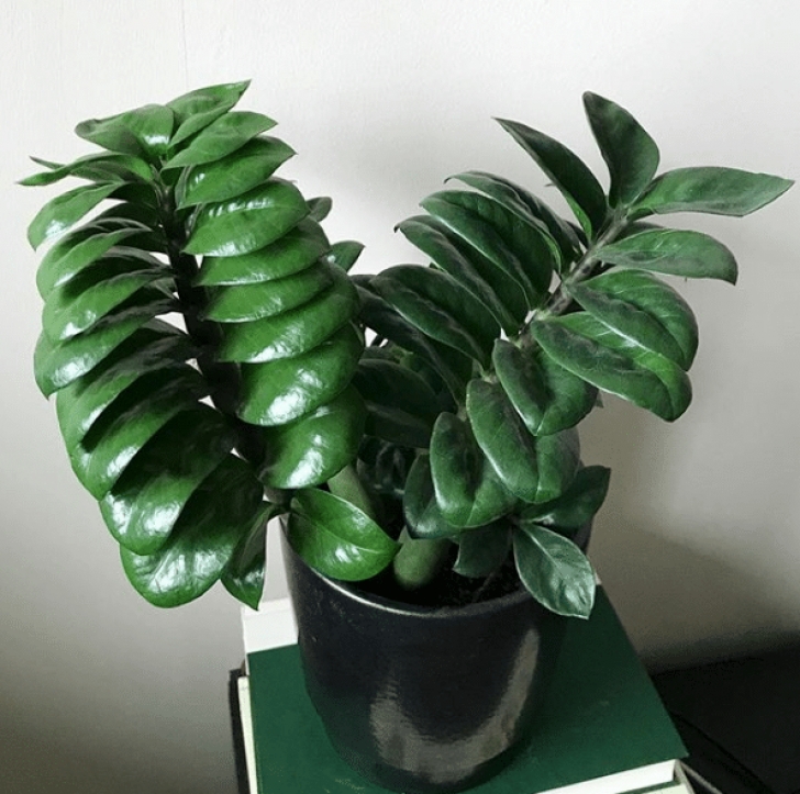 Easy Low Light Plants 5 Easy To Care Houseplants That Thrive In Low Light Picture 306