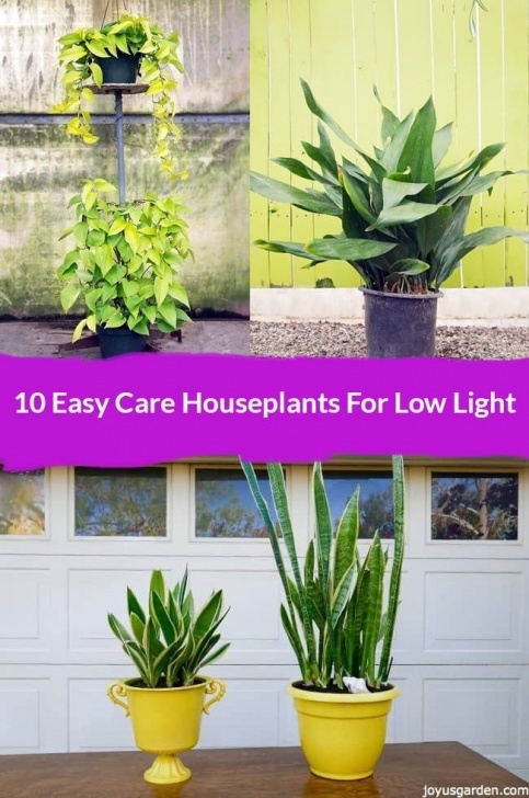 Easy Low Light Plants 634 Best The Joy Us Garden Blog Images On Pinterest | A Picture 239
