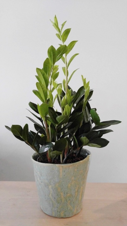 Easy Low Light Plants 8 Great Low Light House Plants | Easy House Plants, Indoor Photo 285