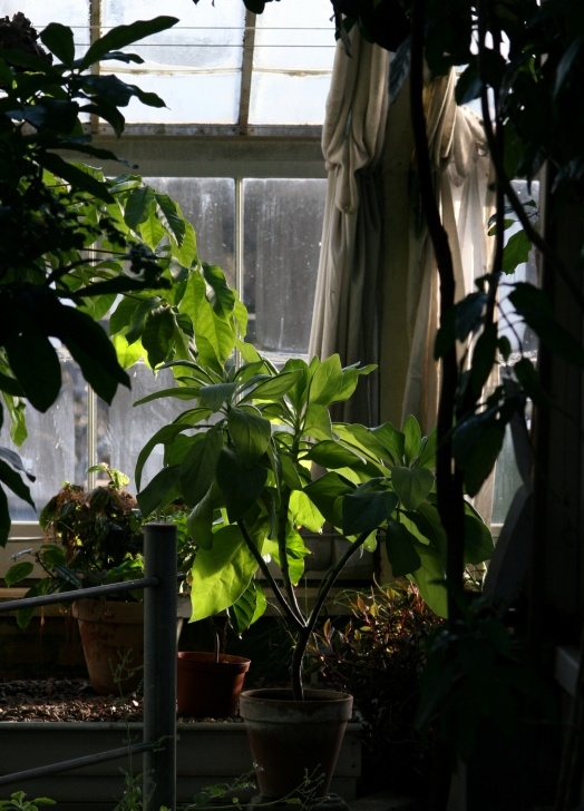 Easy Low Light Plants Five Easy To Grow, Low Light Houseplants | How To Grow Stuff Image 033