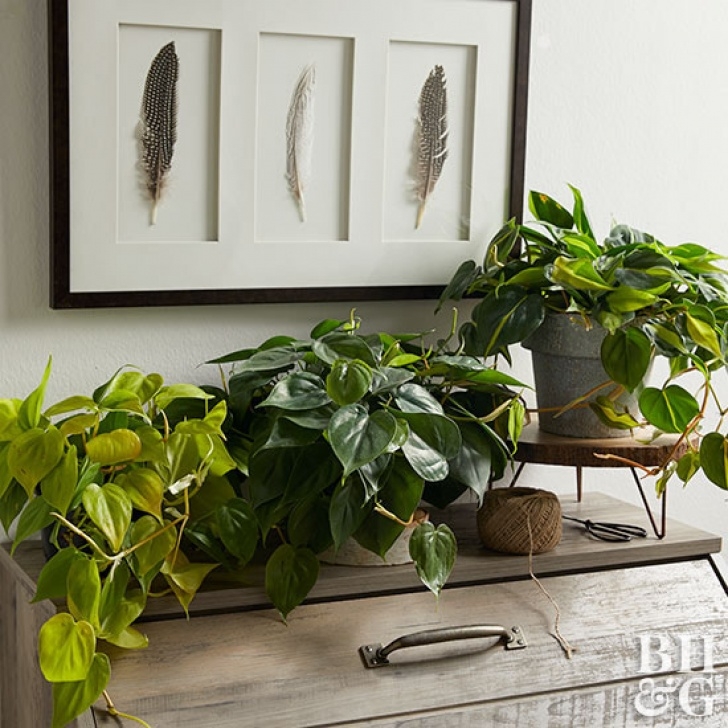 Easy Low Light Plants Indoor Plants For Low Light Picture 543